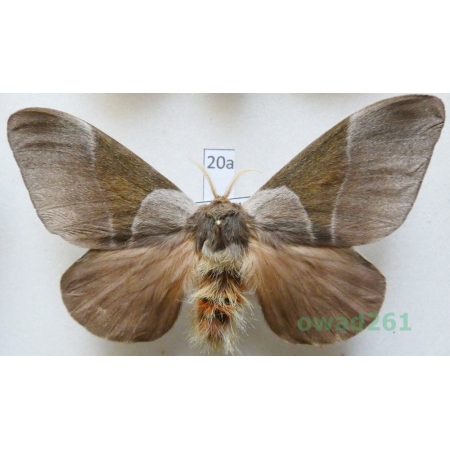 Dirphia avia (Stoll, 1780) male ex. ovo Peru 79mm20a